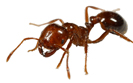 get ride of ants