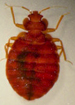 get rid of bed bugs