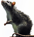 get ride of rats